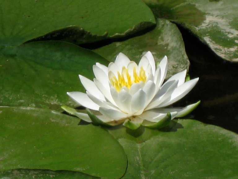 Water Lily photograph