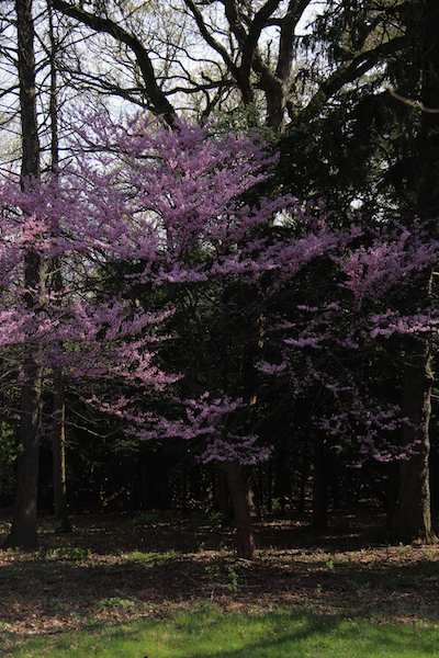 Floating Redbud Blossoms photograph