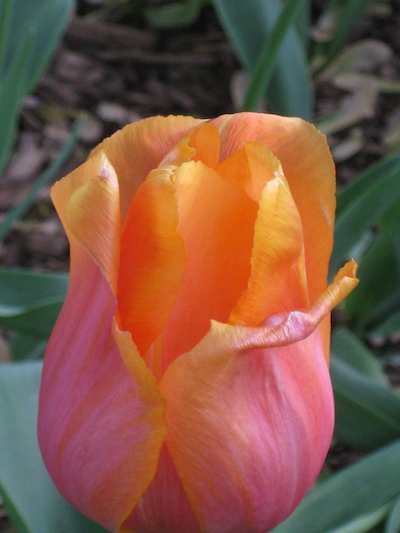 Orange and Pink Tulip photograph