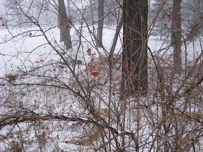 Berries in the Snow