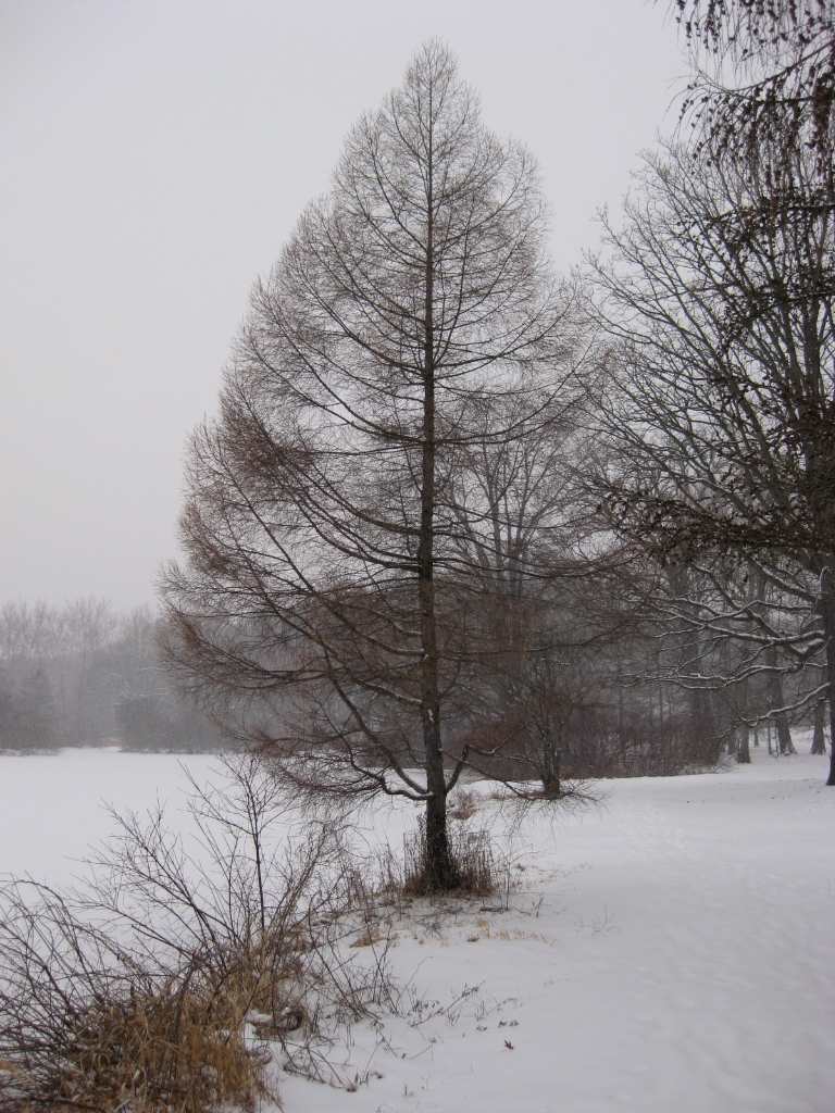 winter tree photograph