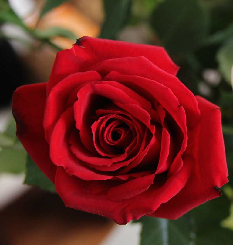 Red Rose photograph