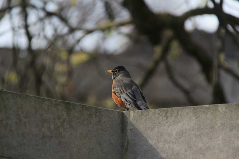 Robin On Wall photograph