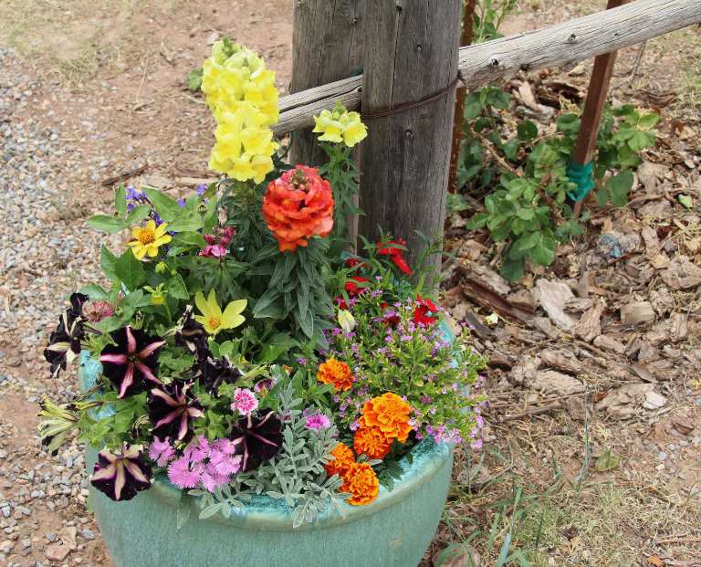 Summer Flowers In Turquoise Pot photograph