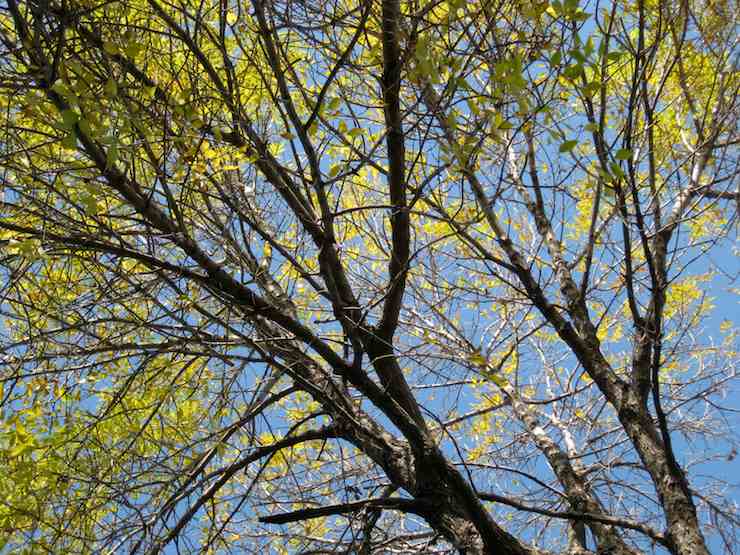 Early Autumn Trees photograph