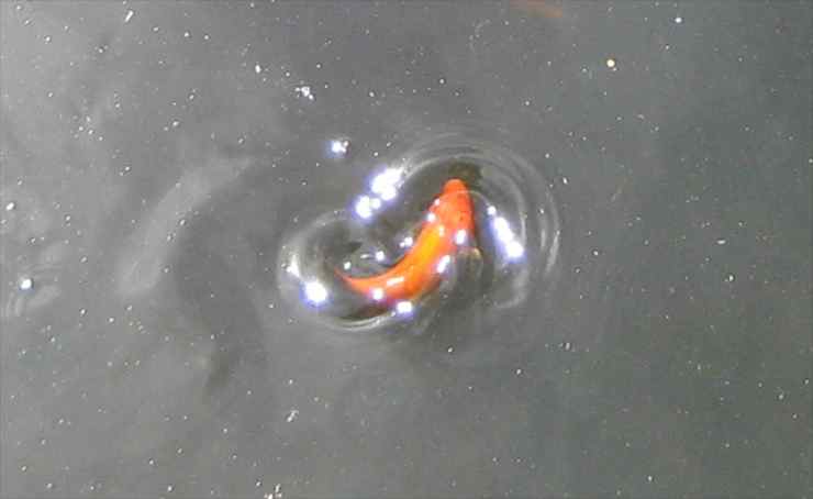 Orange Koi photograph