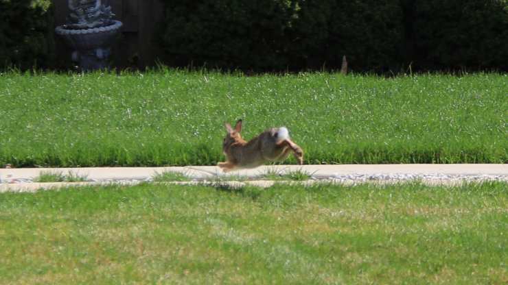 Rabbit Running photograph