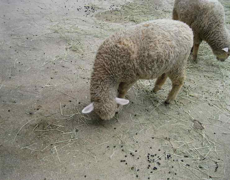 Two sheep photograph