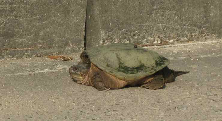 Tortoise photograph