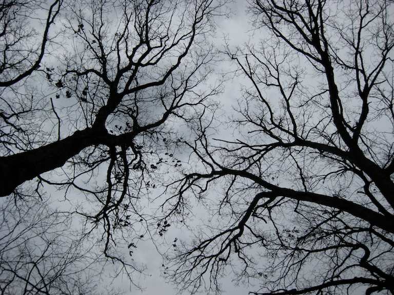 November Sky Through Trees photograph