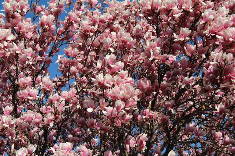 Pink Magnolia photograph