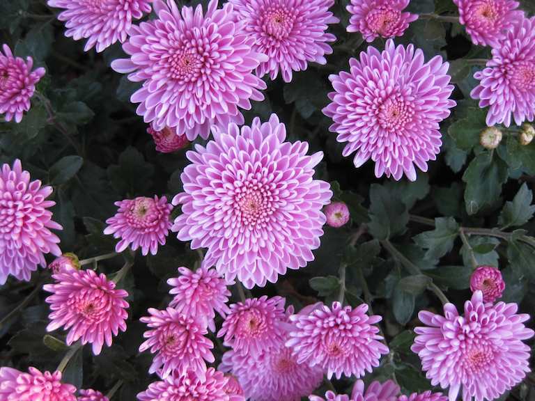 Violet Chrysanthemums photograph